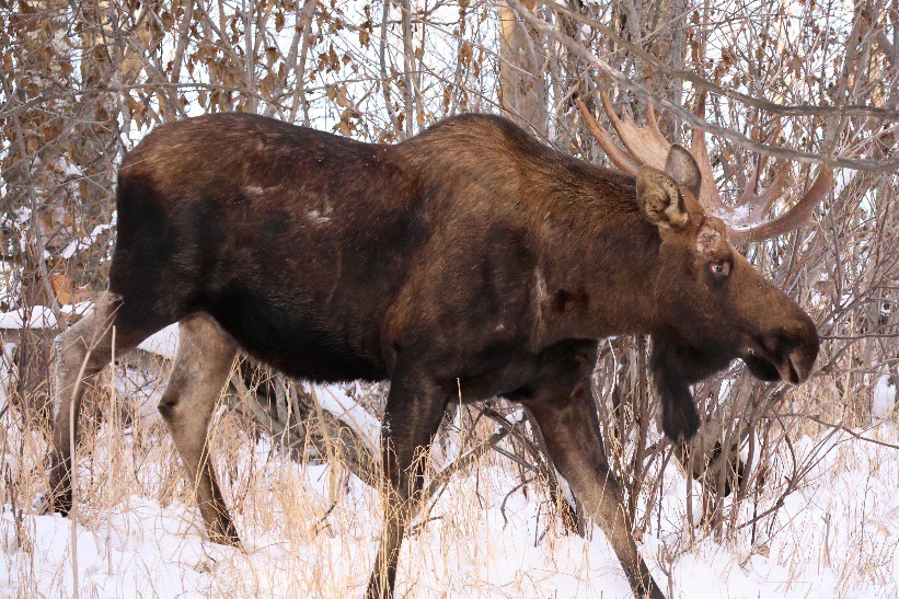 photo of a moose in the snow with birch trees