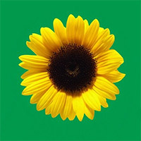 program logo of a sunflower on a green background