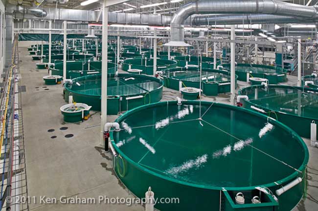 Jack Hernandez Sport Fish Hatchery