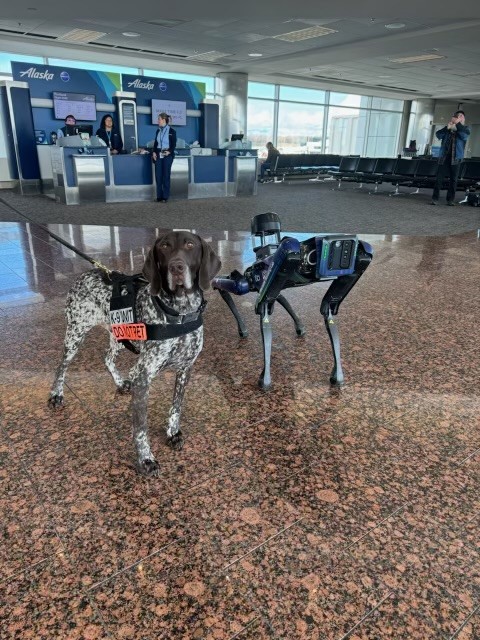 Aurora and an Anchorage Airport TSA K-9 Get to Know Each Other