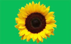 Sunflower Hidden Disabilities Program