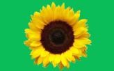 photo of a single sunflower