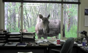 Moose inspecting office