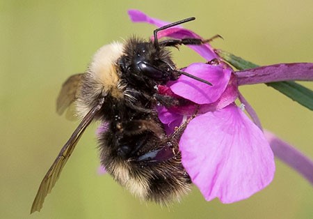 bumblebee on a pink flower