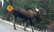Moose crossing Denali Highway