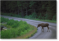 Seward Highway moose photos