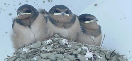 A barn swallow nest on board the Lituya